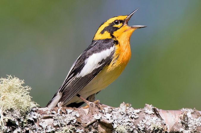 blackburnian-warbler-singing-5c3a0672c9e77c000142d400